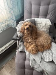 Lost Male Dog last seen Hempstead Assembly of God Church, Hempstead, NY 11550