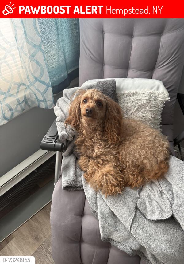 Lost Male Dog last seen Hempstead Assembly of God Church, Hempstead, NY 11550