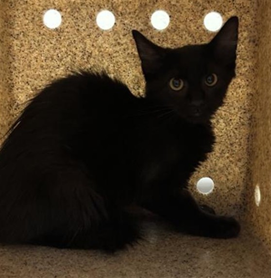 Shelter Stray Unknown Cat last seen SHADY LEAF WAY & FIG LEAF CT, 2127 Front St, Sacramento, CA 95818, USA