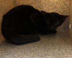 Shelter Stray Unknown Cat last seen SHADY LEAF WAY & FIG LEAF CT, 2127 Front St, Sacramento, CA 95818, USA