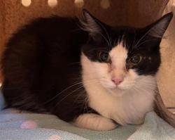 Shelter Stray Female Cat last seen SHADY LEAF WAY & FIG LEAF CT, 2127 Front St, Sacramento, CA 95818, USA
