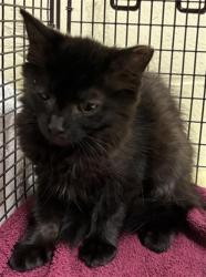 Shelter Stray Female Cat last seen SHADY LEAF WAY & FIG LEAF CT, 2127 Front St, Sacramento, CA 95818, USA