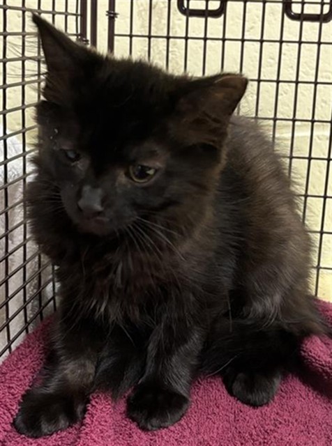 Shelter Stray Female Cat last seen SHADY LEAF WAY & FIG LEAF CT, 2127 Front St, Sacramento, CA 95818, USA
