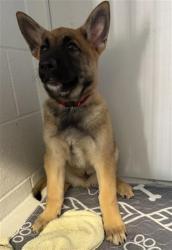 Shelter Stray Male Dog last seen JUDAH ST & DEL PASO BLVD, 2127 Front St, Sacramento, CA 95818, USA
