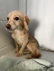 Shelter Stray Female Dog last seen TEARPAK CT & LANGTREE WAY, 2127 Front St, Sacramento, CA 95818, USA