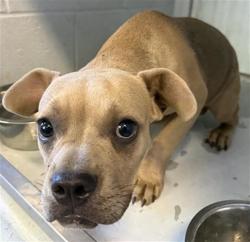 Shelter Stray Male Dog last seen GLORIA DR & 43RD AVE, 2127 Front St, Sacramento, CA 95818, USA