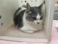 Shelter Stray Female Cat last seen Near BLOCK N SWAN RD, 3839 W Burnham St, West Milwaukee, WI 53215, USA