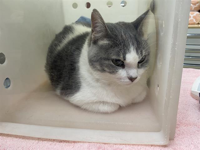 Shelter Stray Female Cat last seen Near BLOCK N SWAN RD, 3839 W Burnham St, West Milwaukee, WI 53215, USA