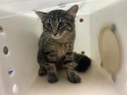 Shelter Stray Male Cat last seen Near BLOCK S 14TH ST, 3839 W Burnham St, West Milwaukee, WI 53215, USA