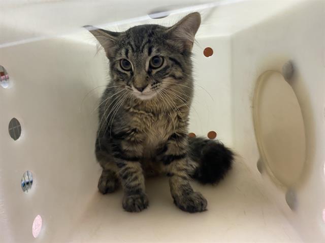 Shelter Stray Male Cat last seen Near BLOCK S 14TH ST, 3839 W Burnham St, West Milwaukee, WI 53215, USA