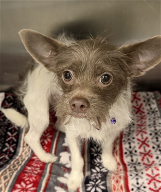 Shelter Stray Female Dog last seen , 11361 W Pico Blvd, Los Angeles, CA 90064, USA