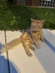 Found/Stray Unknown Cat last seen Hamlin Ave and Dickens Ave, Chicago, IL 60647