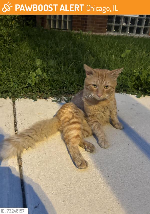 Found/Stray Unknown Cat last seen Hamlin Ave and Dickens Ave, Chicago, IL 60647