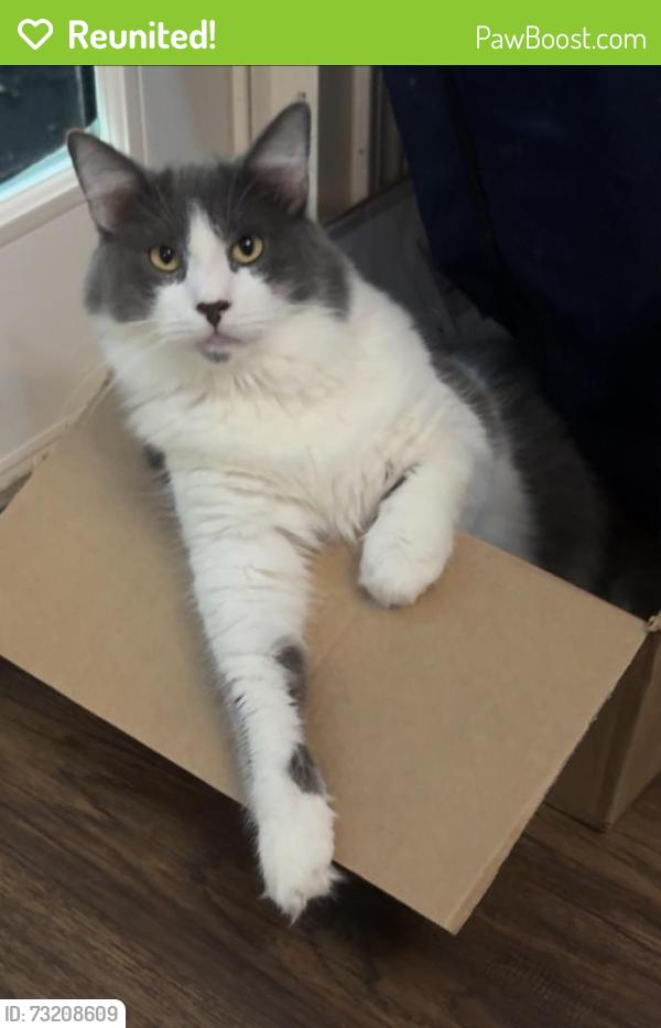 Reunited Male Cat last seen Autumn View Trl, Acworth, GA 30101