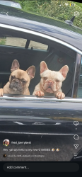 Lost Male Dog last seen clover ln and meadow dr, Douglas County, GA 30122