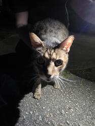 Reunited Unknown Cat last seen Kelly and maplewood, Garner, NC 27529