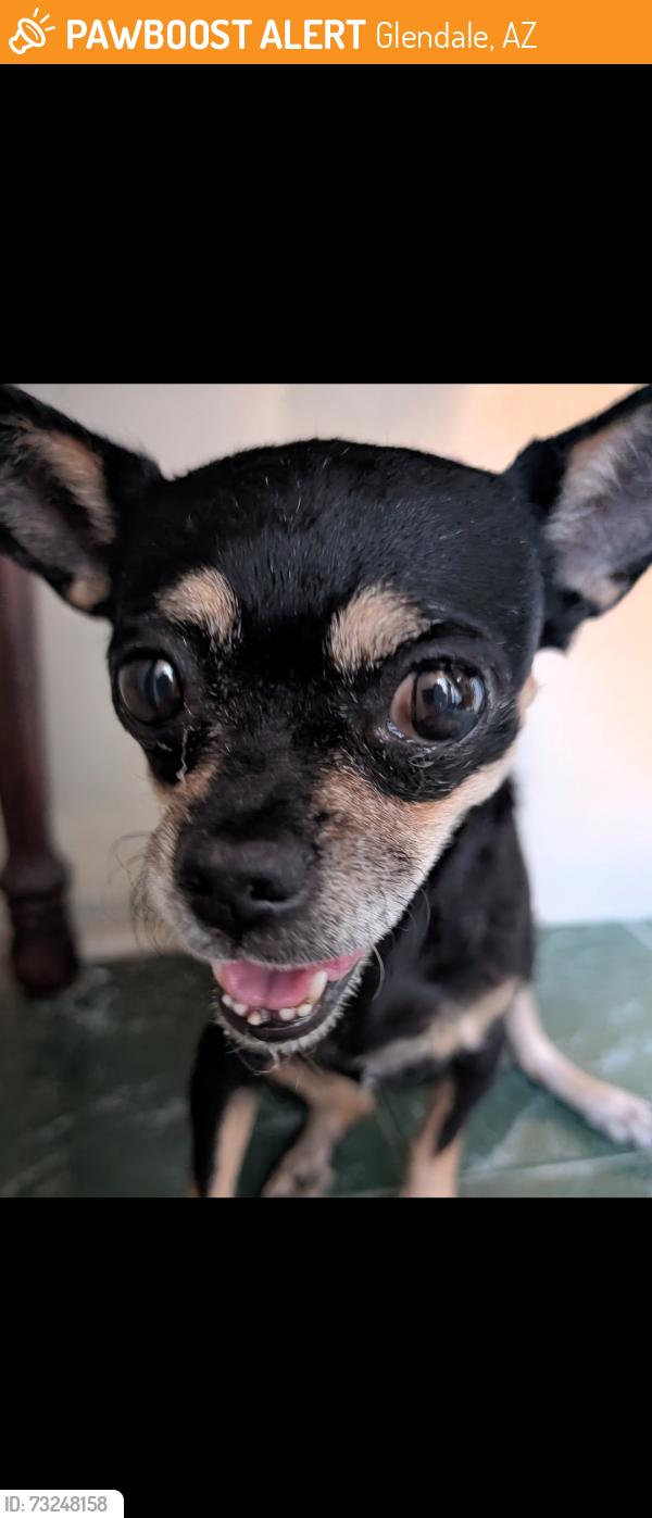 Found/Stray Unknown Dog last seen 69th and Olive, Glendale, AZ 85302