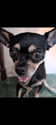 Found/Stray Unknown Dog last seen 69th and Olive, Glendale, AZ 85302