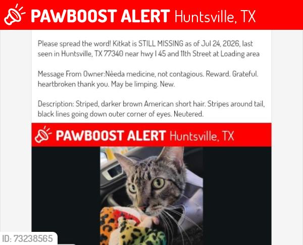 Lost Male Cat last seen HUNTSVILLE TX NOT AL Sam Houston bank and movies at Financial plaza and 11th street, Huntsville, TX 77340