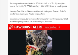 Lost Male Cat last seen HUNTSVILLE TX NOT AL Sam Houston bank and movies at Financial plaza and 11th street, Huntsville, TX 77340