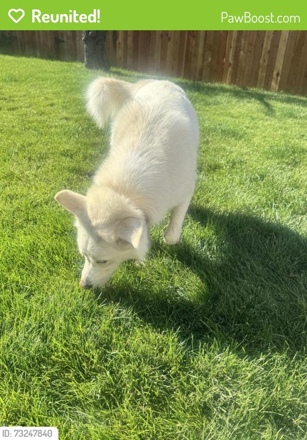 Reunited Male Dog last seen Plumb, Reno, NV 89509
