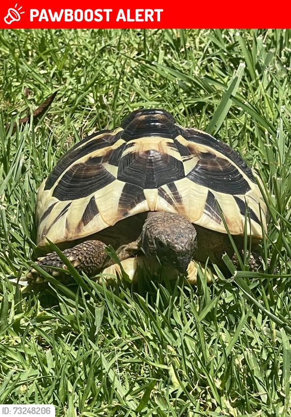 Lost Female Reptile last seen Eagle park road, Hacienda Heights, CA 91745