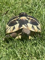 Lost Female Reptile last seen Eagle park road, Hacienda Heights, CA 91745