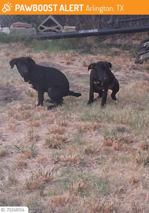 Found/Stray Female Dog last seen Timberview and concord, Arlington, TX 76014