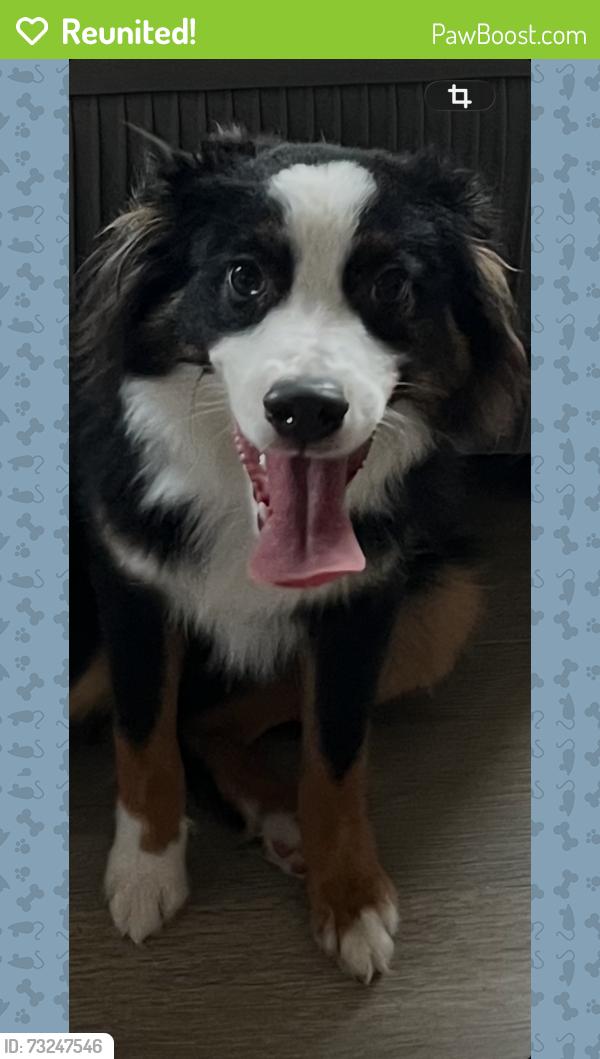 Reunited Male Dog last seen Got under the fence at home., Crandall, TX 75114