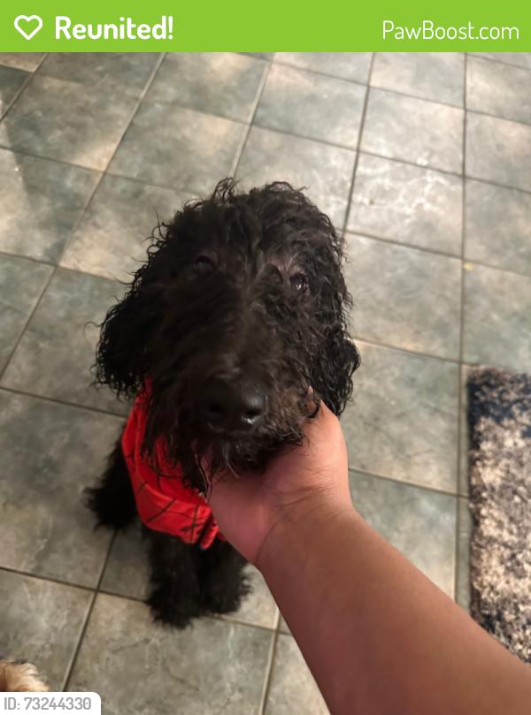 Reunited Male Dog last seen 33rd street east and east avenue k-3, Lancaster, CA 93535