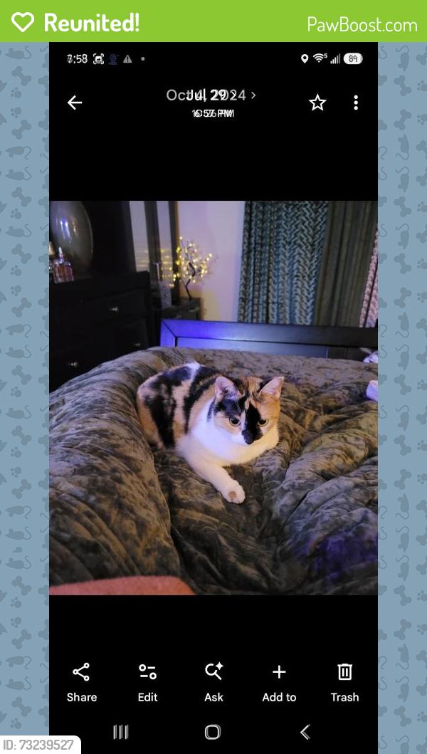 Reunited Female Cat last seen Camp Jordan, East Ridge, TN 37412