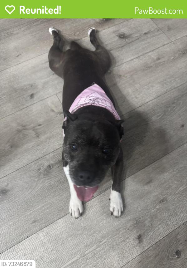 Reunited Female Dog last seen Fargo Ave and Yearling Drive, Wellington, FL 33467