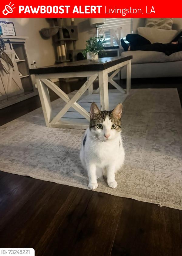 Lost Male Cat last seen Highway 42–between Lorin Efferson Rd and Firetower Rd, Livingston, LA 70754