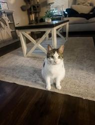 Lost Male Cat last seen Highway 42–between Lorin Efferson Rd and Firetower Rd, Livingston, LA 70754