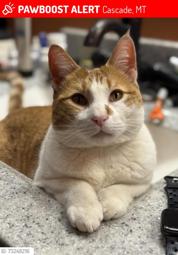 Lost Male Cat last seen Frontage Road, Cascade, MT 59421