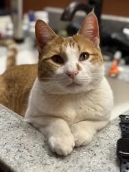 Lost Male Cat last seen Frontage Road, Cascade, MT 59421