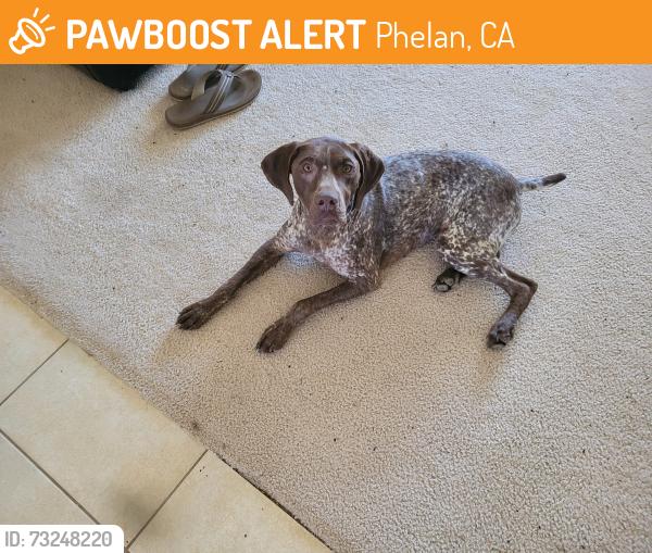 Found/Stray Female Dog last seen Aquduct, Phelan, CA 92371