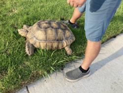 Reunited Unknown Reptile last seen Brockton Ave & Jurupa Ave, Riverside, CA 92506