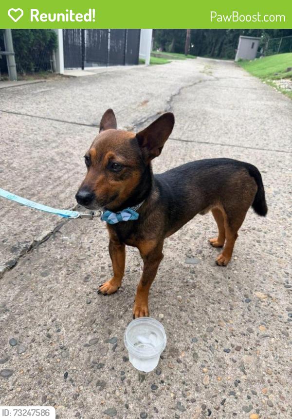 Reunited Male Dog last seen Shelborne & Cottman (Near Jeanes hosp), Philadelphia, PA 19012