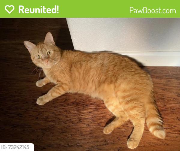 Reunited Male Cat last seen Near N Winding Oaks Dr, Wylie, TX 75098, USA, Wylie, TX 75098