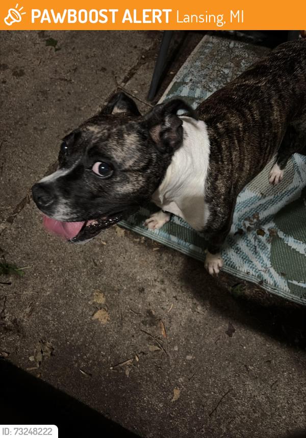 Found/Stray Female Dog last seen Plymouth rd Lansing mi 48910, Lansing, MI 48910