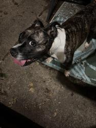 Found/Stray Female Dog last seen Plymouth rd Lansing mi 48910, Lansing, MI 48910