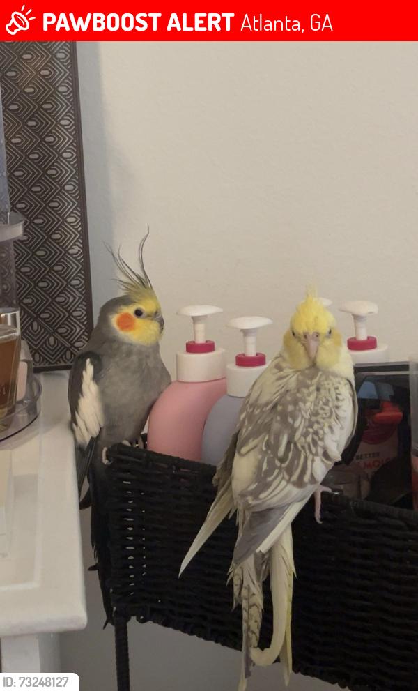 Lost Female Bird last seen Near Woodwin Ct Rd, Hightower Elementary, Pontiac Circle Rd, Tilly Mill Rd, Bernard Halpern Park, Atlanta, GA 30360