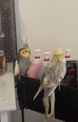 Lost Female Bird last seen Near Woodwin Ct Rd, Hightower Elementary, Pontiac Circle Rd, Tilly Mill Rd, Bernard Halpern Park, Atlanta, GA 30360