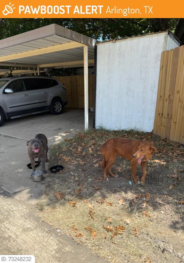 Found/Stray Male Dog last seen Near, Arlington, TX 76017