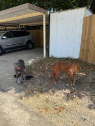 Found/Stray Male Dog last seen Near, Arlington, TX 76017