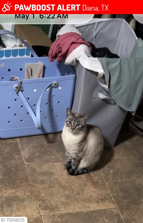 Lost Female Cat last seen Near Deanna rd Diana tx, Diana, TX 75640