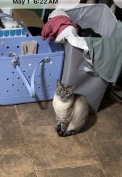 Lost Female Cat last seen Near Deanna rd Diana tx, Diana, TX 75640