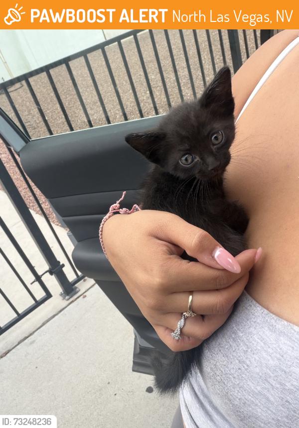Found/Stray Unknown Cat last seen Carey and donna, North Las Vegas, NV 89030