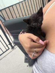 Found/Stray Unknown Cat last seen Carey and donna, North Las Vegas, NV 89030
